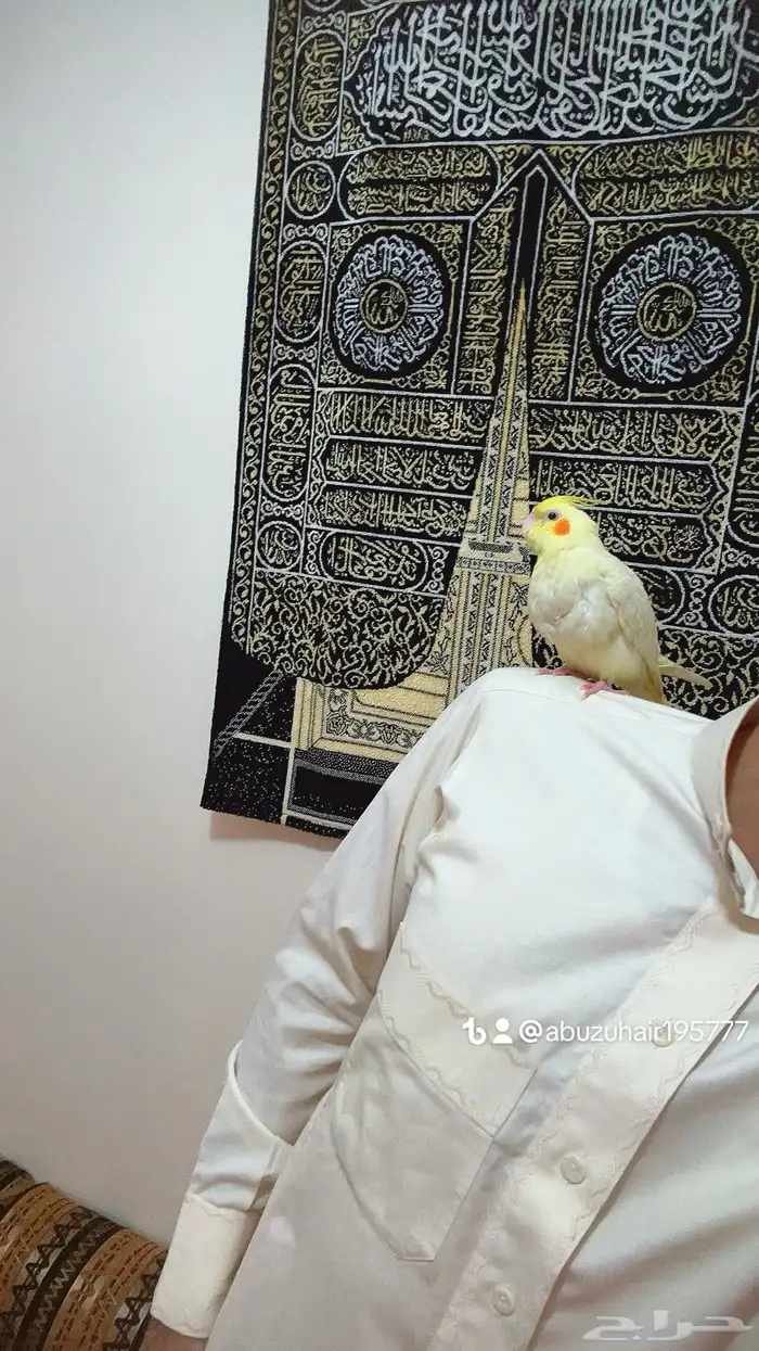 كروان اليف وهدد نشبه قريب الفطم اللي يبغى الزين يلحق عليه 4