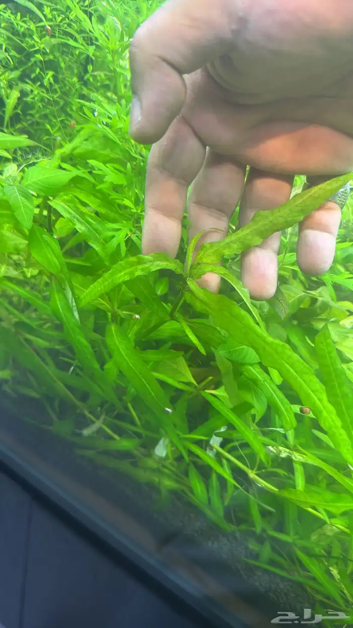 نباتات مائية لأحواض السمك ( أسعار منافسة حصرية )نباتات جديده 10