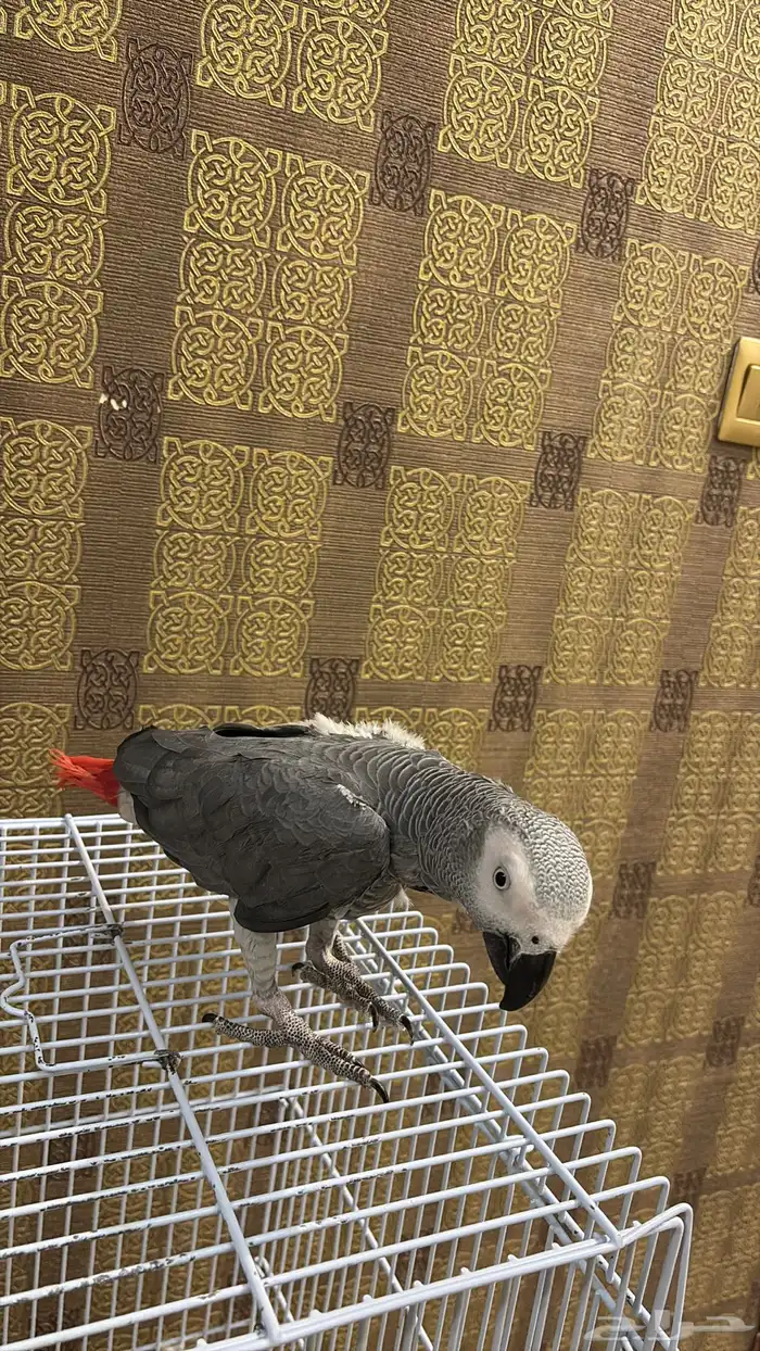 كاسكو اليف وكبتن كلام ( تم البيع ) 2