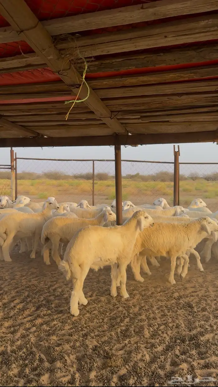 طليان حرية 55 راس للبيع 0