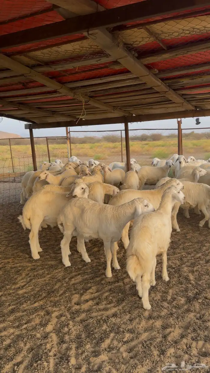 طليان حرية 55 راس للبيع 6