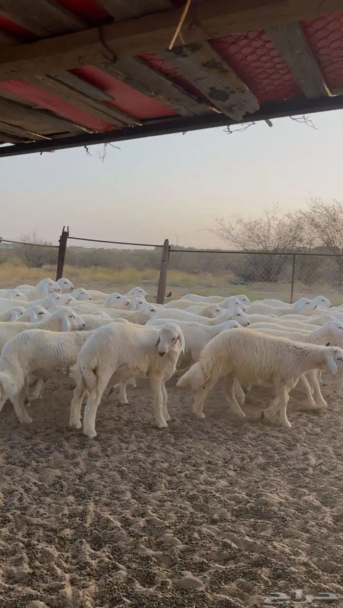 طليان حرية 55 راس للبيع 7