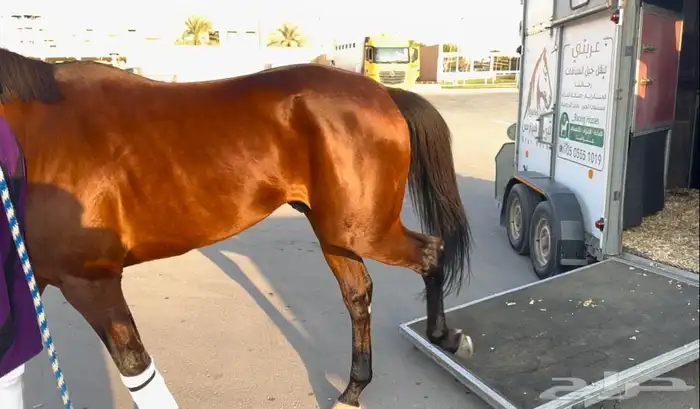 عربة نقل خيل حائل 2