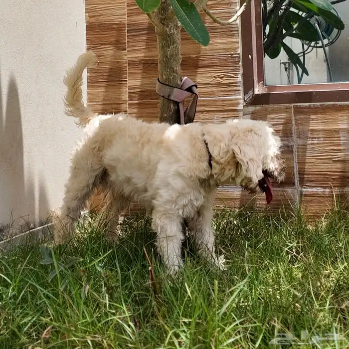 كلب للبيع Cyprus Poodle 9
