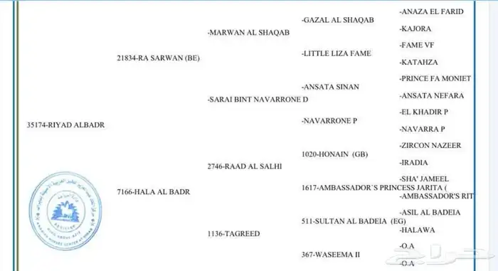 حصان اصفر كفو 8
