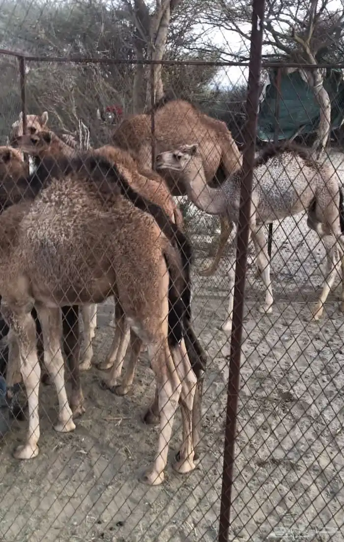 قعدان للبيع 2