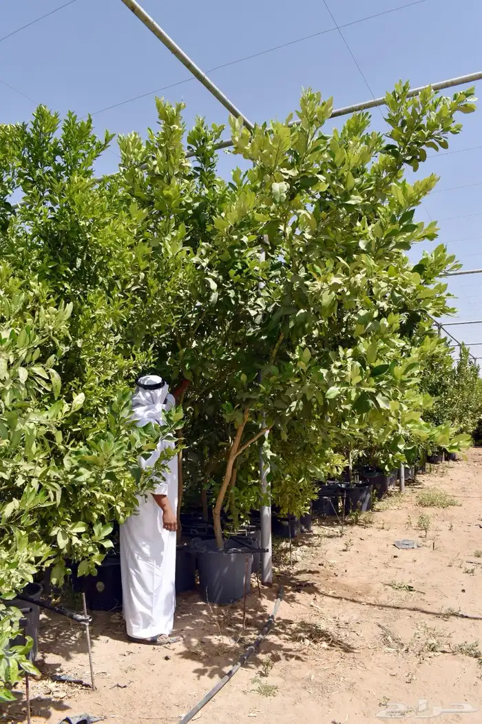 اشجار حمضيات نجران جملة جميع الأصناف والمقاسات مثمر نجران 21