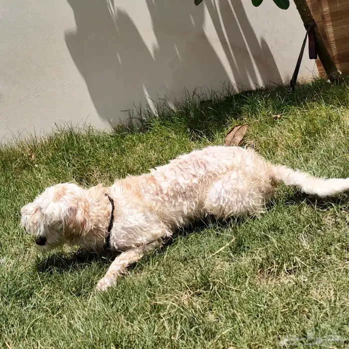 كلب للبيع Cyprus Poodle 4