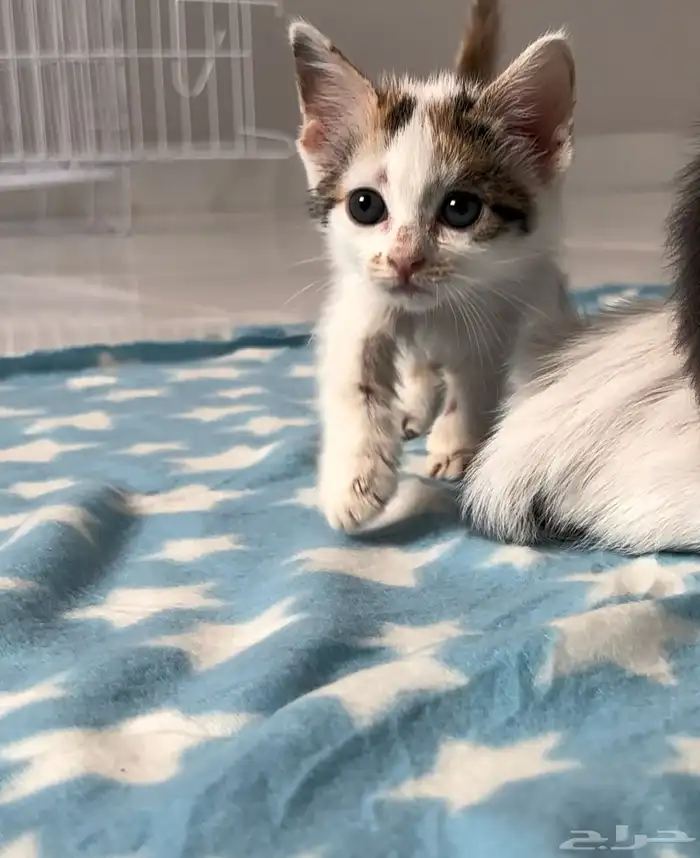 قطط للتبني للتواصل 2