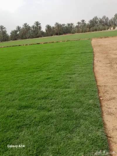 مزرعة تيل بالرياض 7