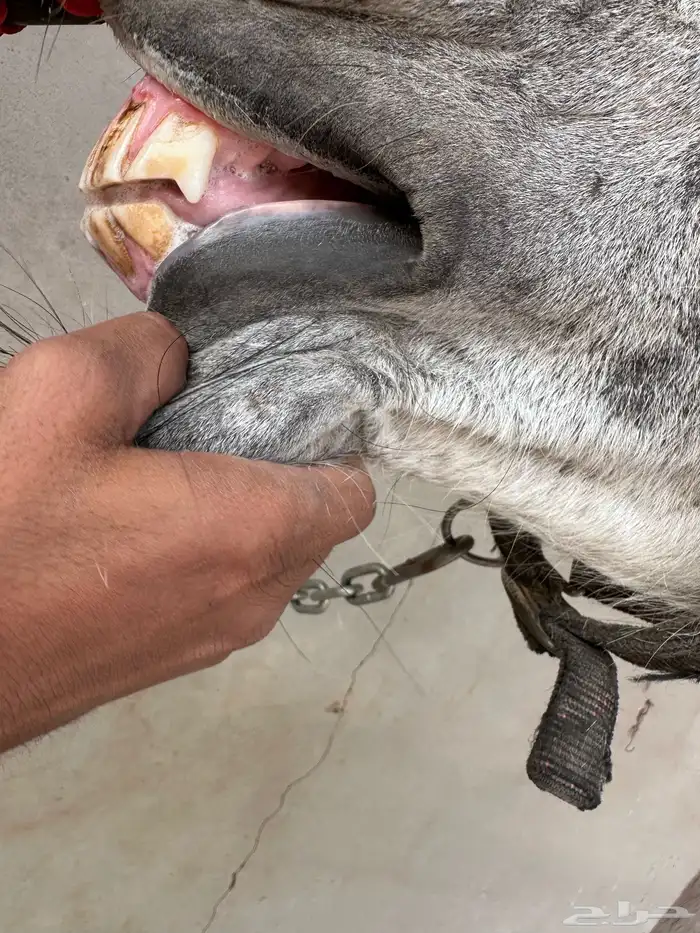 فرس شعبيه لقاح ثقيل 8 شهور طيبه 2