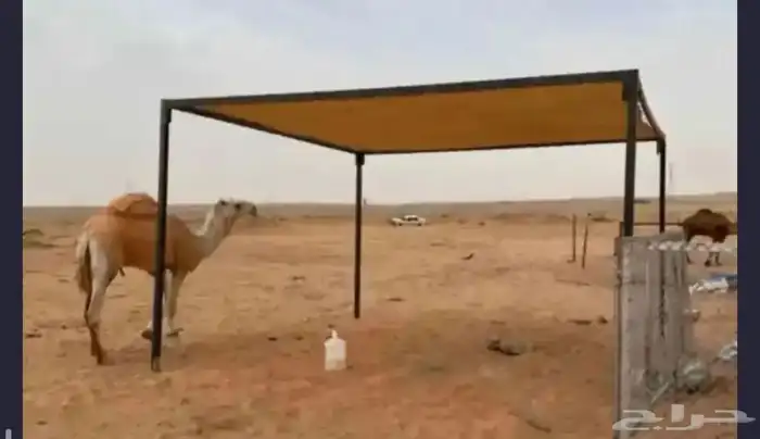 ظلال حلال ظل للابل مظلة 1
