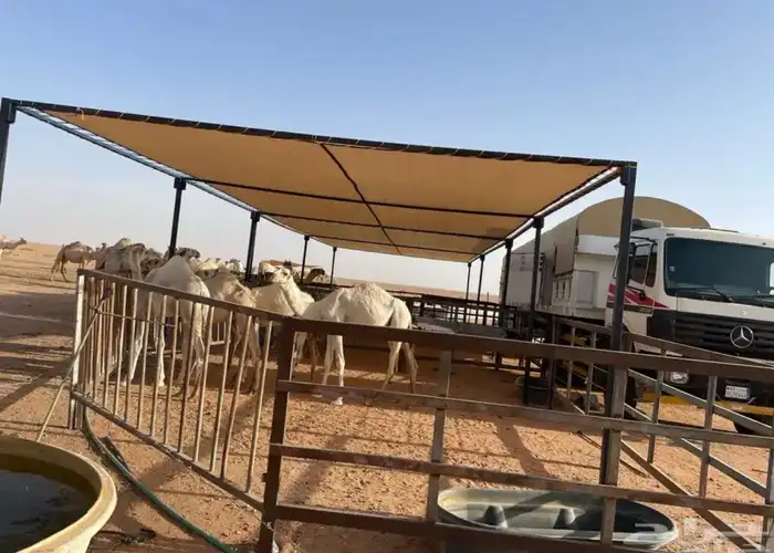 ظلال حلال ظل للابل مظلة 2