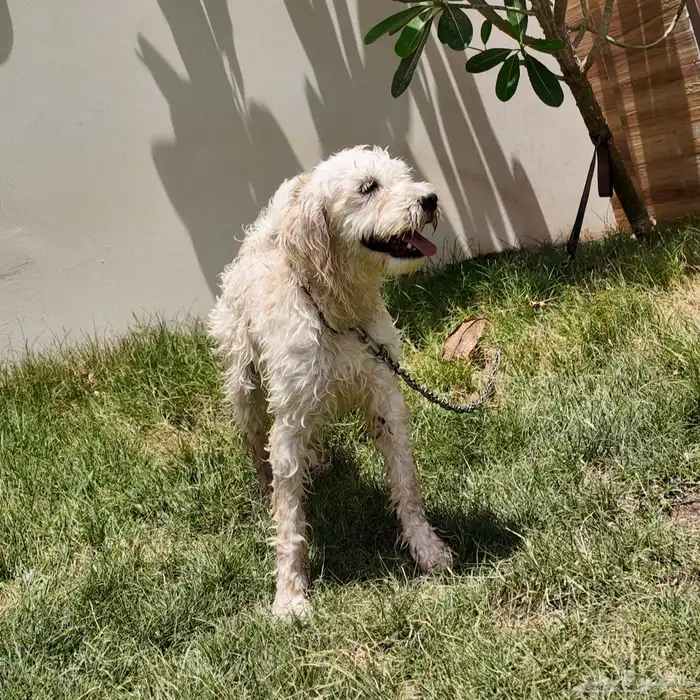 كلب للبيع Cyprus Poodle 3