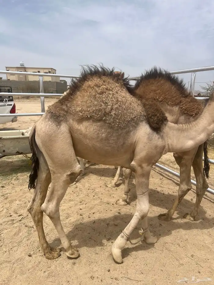 حشوان مبادي ومناسبات شي فاخر 1