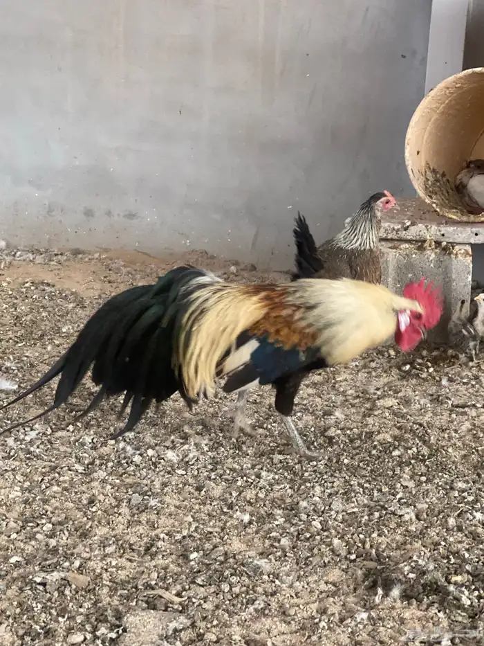 دجاج فونكس ( تم البيع 0
