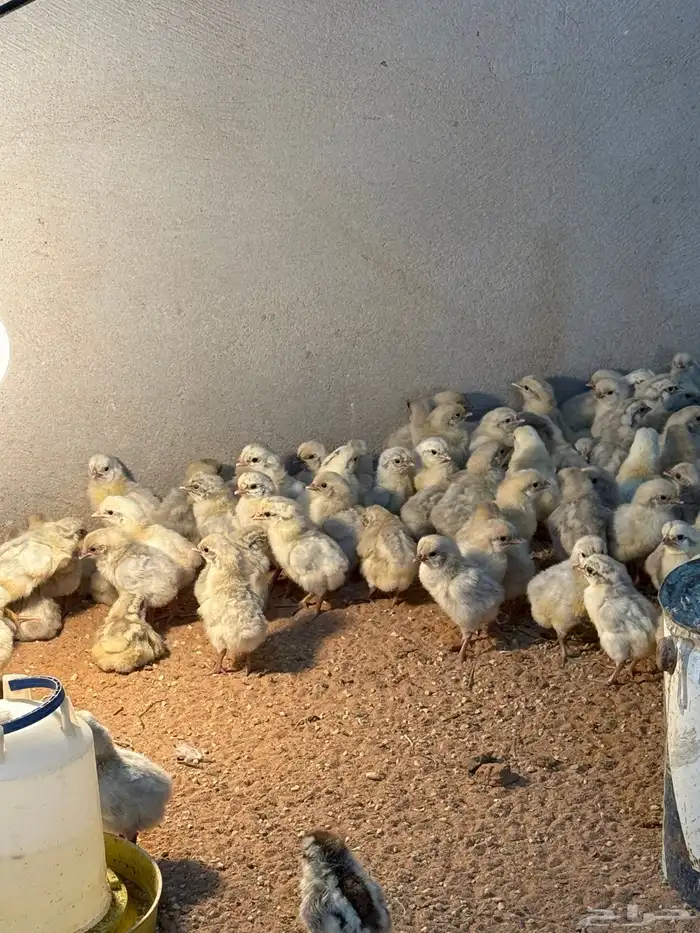 صوص فيومي الامنيوم 0