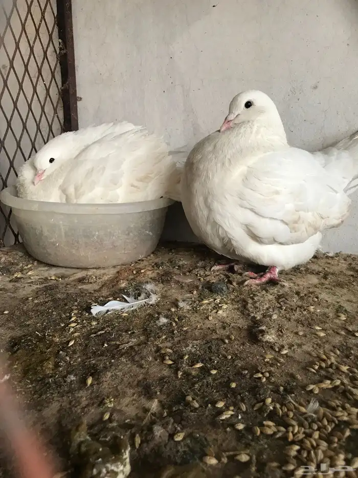 جوز فرش العمر 22 0