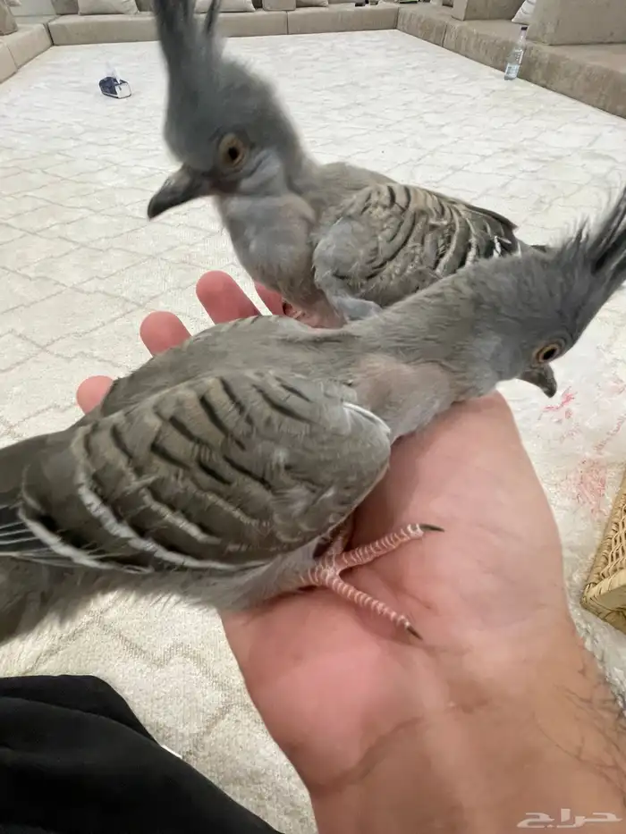 طبة خلخليت اخوان ( تم البيع ) 2