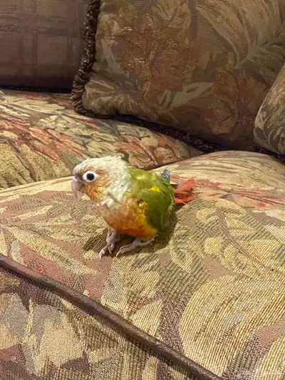 اعرض لكم الجميل أليف جدا  على مسؤوليتي 1