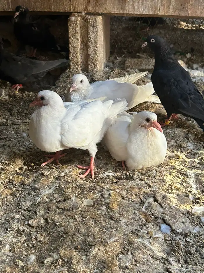 حمام بسابيس 1