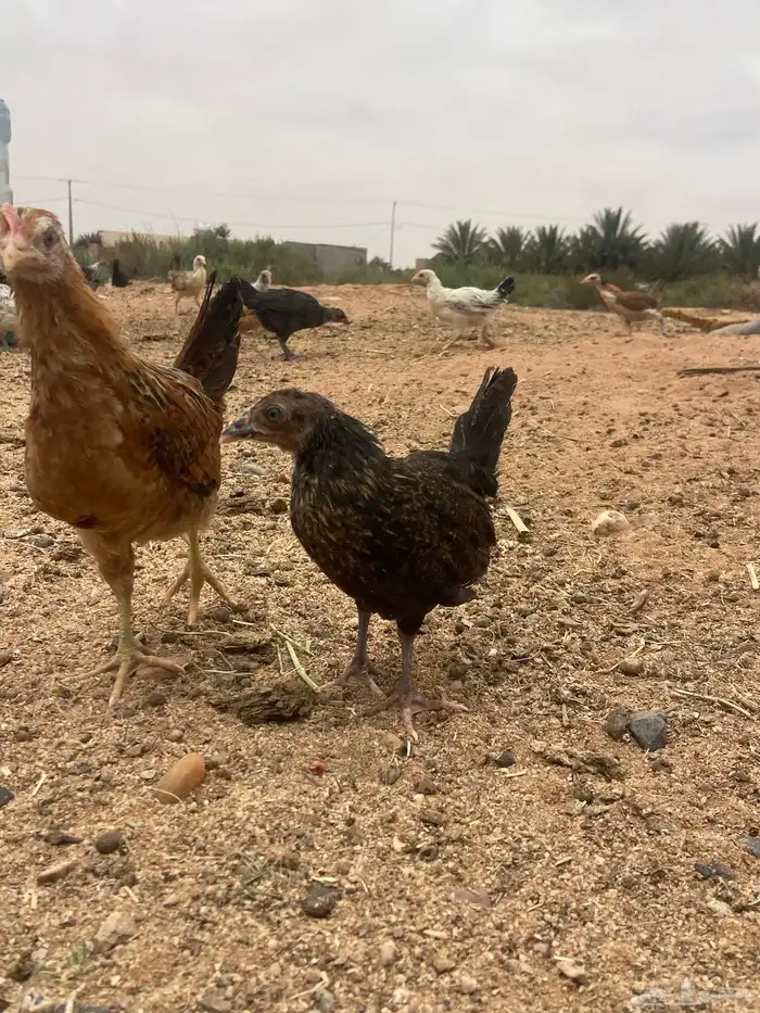 يع بهم باكستاني وبين بلدي و فيومي السوم 6 الموقع الشملي 4