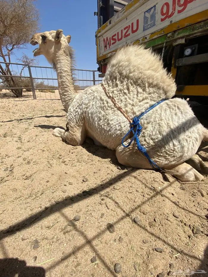 قعود بلدي علا أمه 0