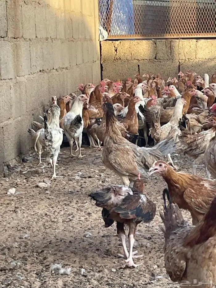 دجاج وديوك بلدي 4