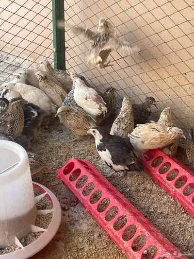 سمان بياض ذكور وإناث حجم جامبو 2