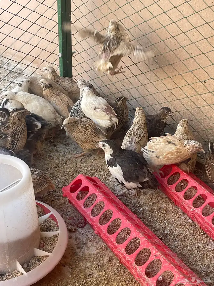 سمان بياض ذكور وإناث حجم جامبو 2