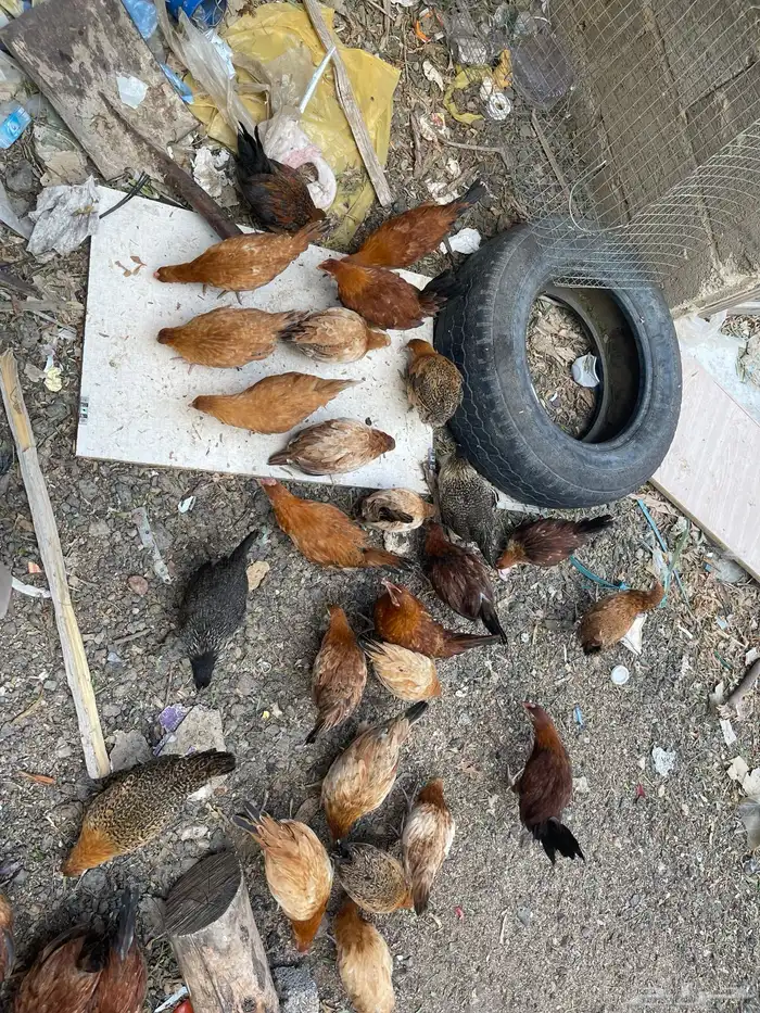 فروخ دجاج بلدي للبيع 1