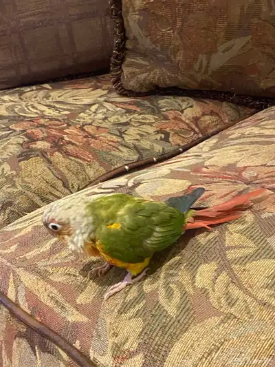 اعرض لكم الجميل أليف جدا  على مسؤوليتي 2