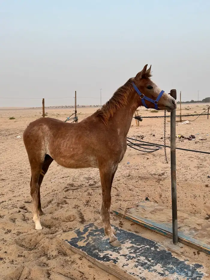 مهره 0