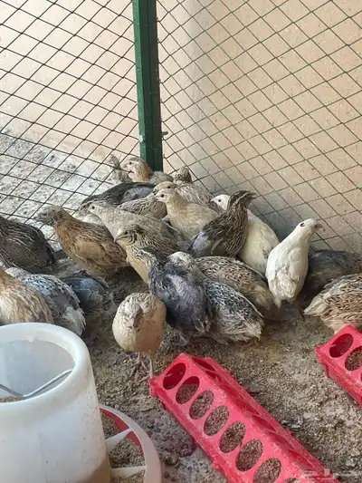 سمان بياض ذكور وإناث حجم جامبو 0