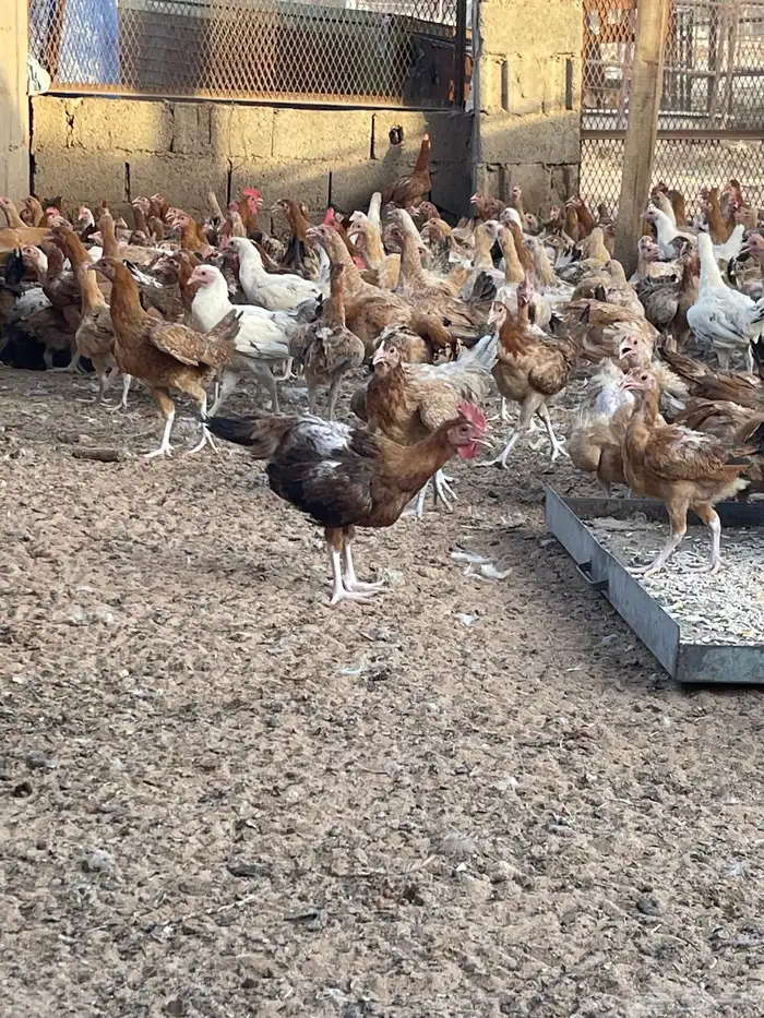 دجاج وديوك بلدي 6