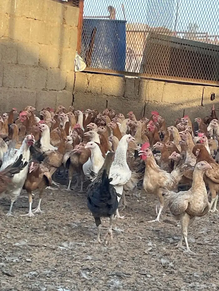 دجاج وديوك بلدي 3