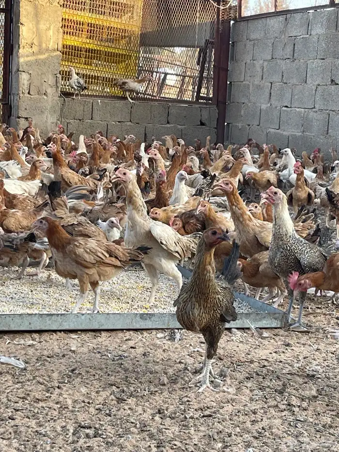 دجاج وديوك بلدي 7