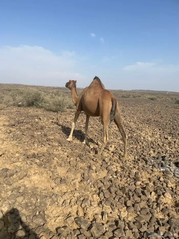 نياق سواحل ثنتين حمر ومغراء العدد 3 تم البيع 3