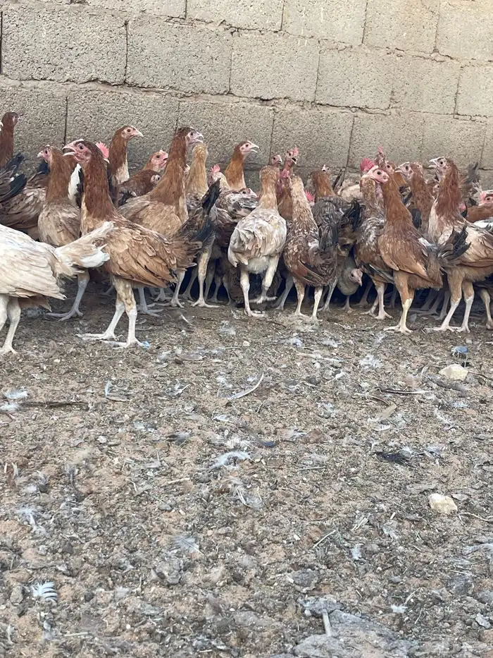 دجاج وديوك بلدي 2