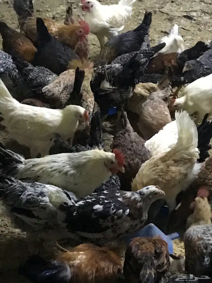 دجاج بلدي بشاير 3