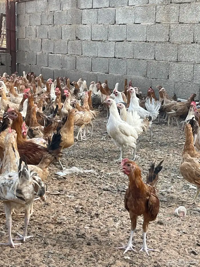 دجاج وديوك بلدي 5