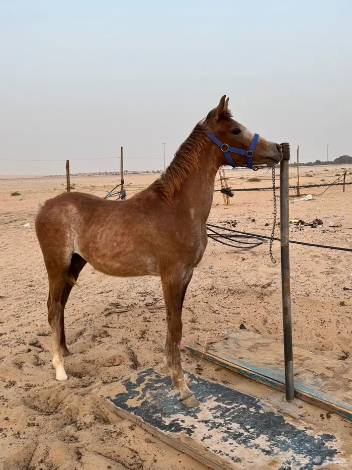 مهره 1
