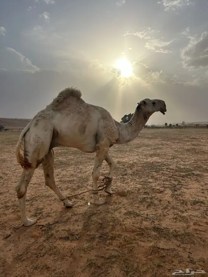 بعير اوضح للبيع 1