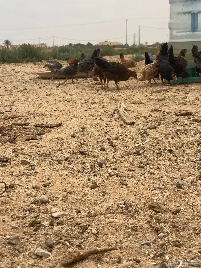 يع بهم باكستاني وبين بلدي و فيومي السوم 6 الموقع الشملي 1