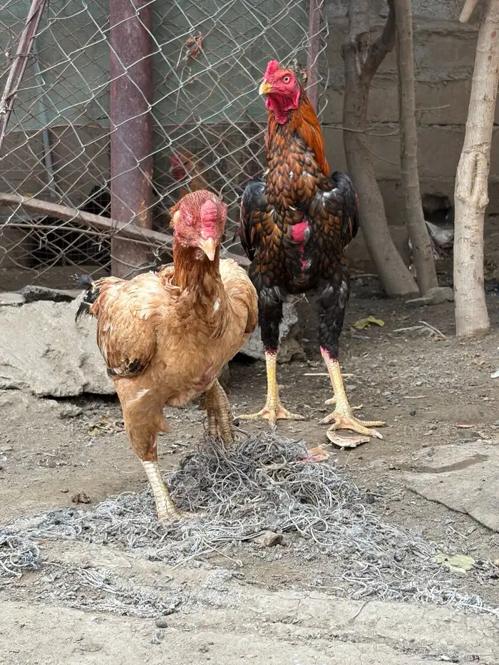 باكستاني سندي 0
