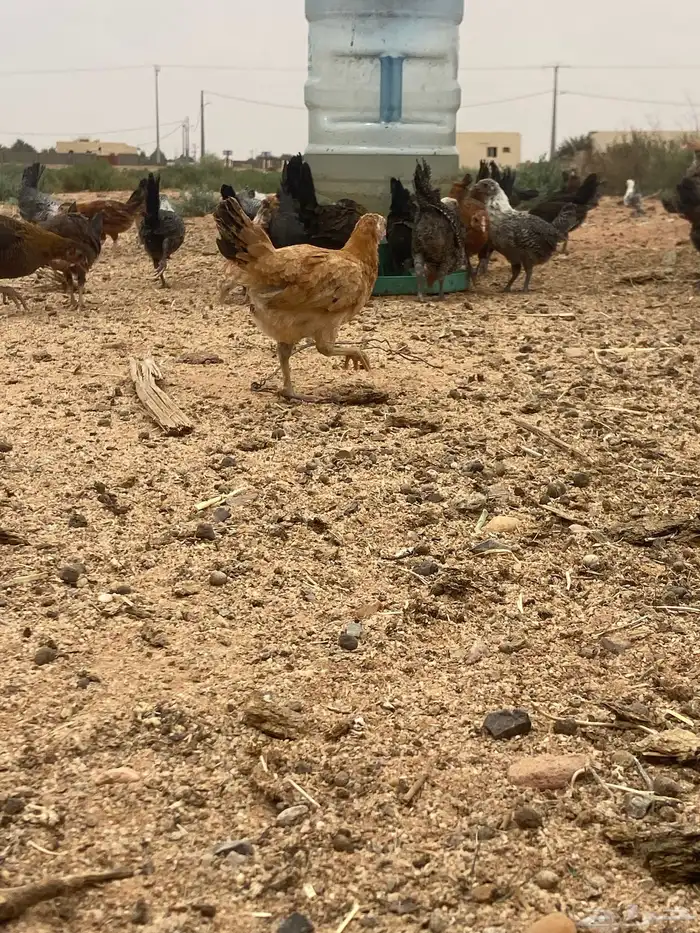 يع بهم باكستاني وبين بلدي و فيومي السوم 6 الموقع الشملي 2