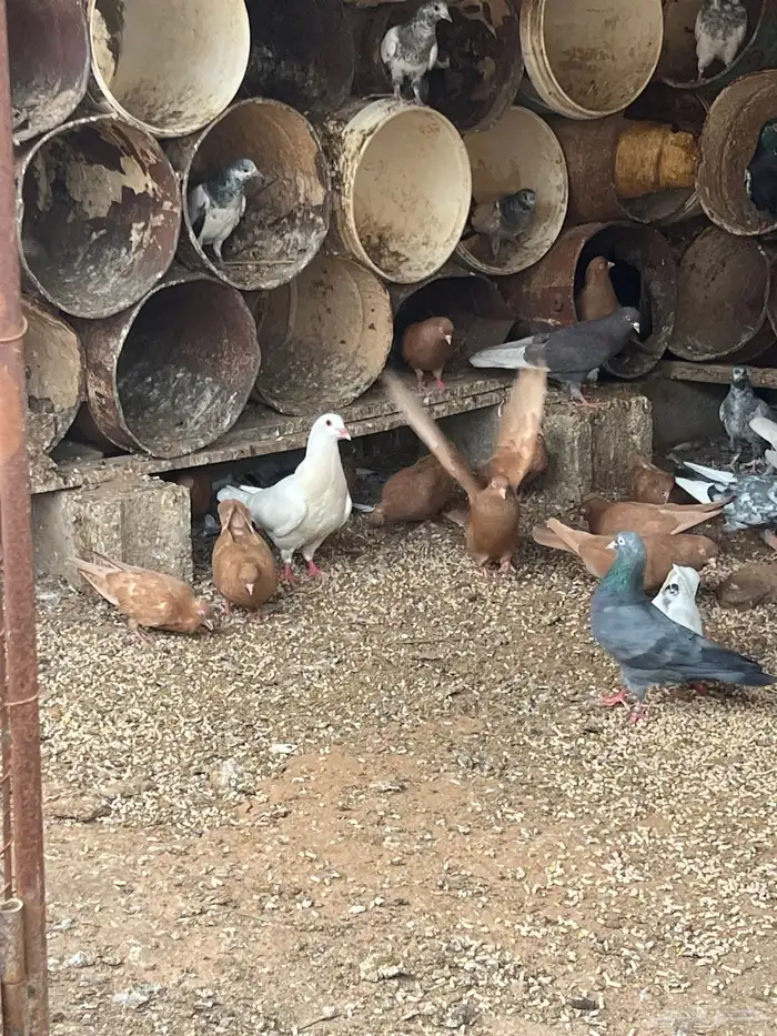 حمام بهلوان ( تم البيع ) 0