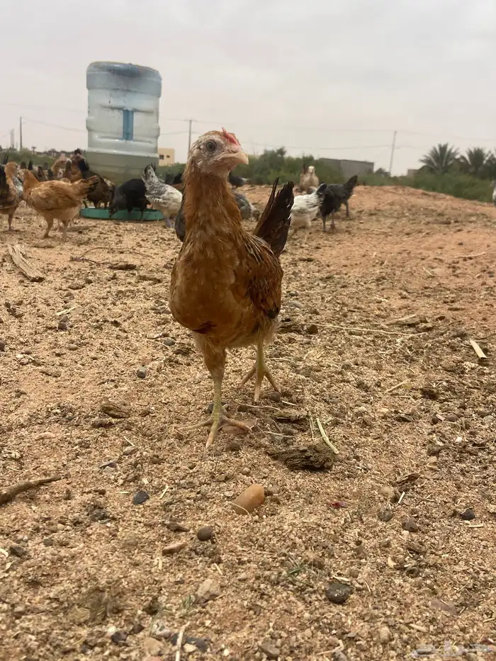 يع بهم باكستاني وبين بلدي و فيومي السوم 6 الموقع الشملي 3