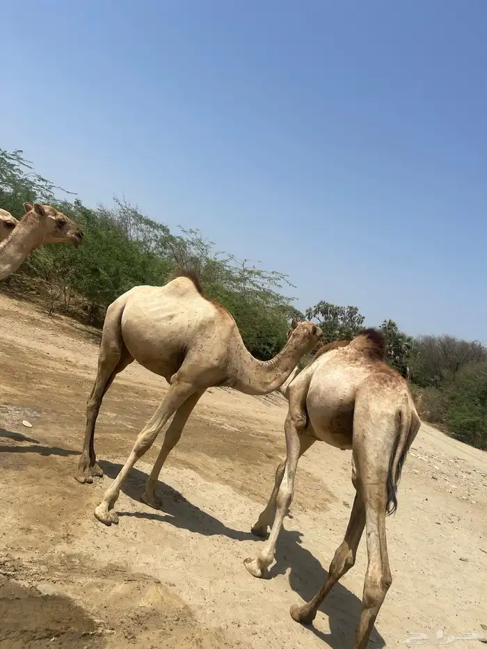 بعران للبيع 4