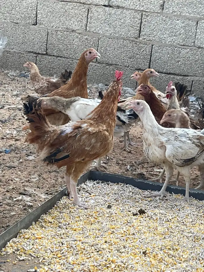 دجاج وديوك بلدي 8